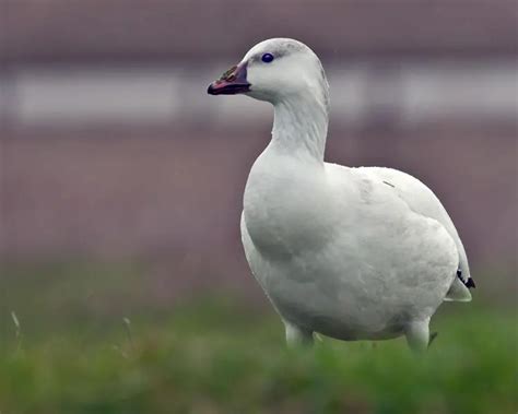 Ross's goose - Facts, Diet, Habitat & Pictures on Animalia.bio