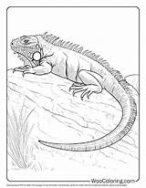 100  Iguana coloring Pages Free PDF To Print Woo Coloring sketch template