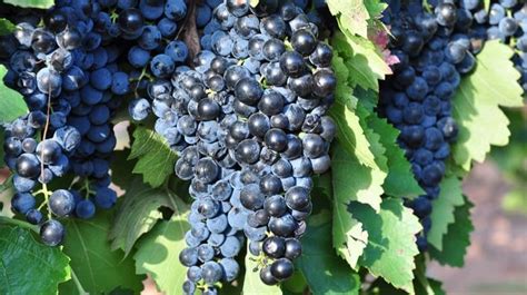 Montepulciano Wine - Grape Varieties