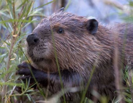 Beaver Works Oregon – Supporting beaver and native wildlife habitat on our Oregon high desert ...