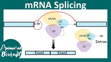 Describe the Mechanism for Splicing Rna - Mark-has-Moreno