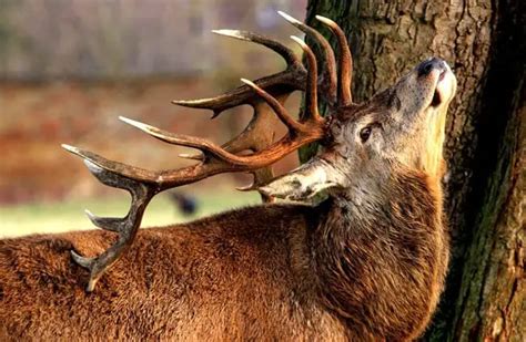 Red Deer - Description, Habitat, Image, Diet, and Interesting Facts