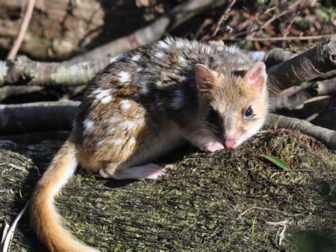 Tiger Quoll Australia Animal Pictures