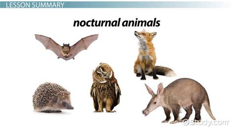 Nocturnal Animals List, Pictures Interesting Facts, 49% OFF