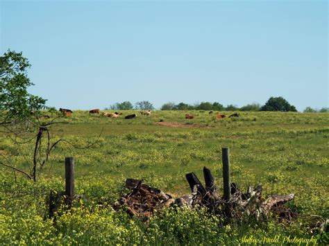 Spring in the Country Newton Alabama Shelia Arnold Photography | Country living, Photography ...