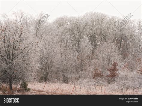 Trees Covered Ice Image & Photo (Free Trial) | Bigstock