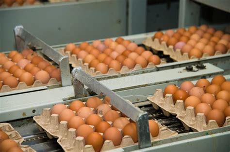 Poultry Farm. Modern Farming. Fresh Brown Eggs on a Transportation Line Stock Image - Image of ...