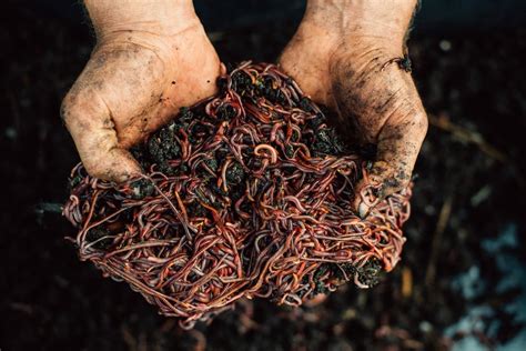 Compost Worms | Bay Compost