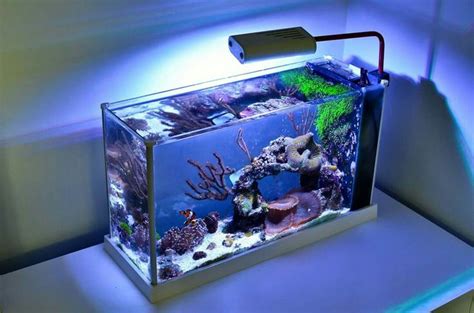 Pin by Geneva Michelle on Aquariums - Design and Consept | Saltwater ...