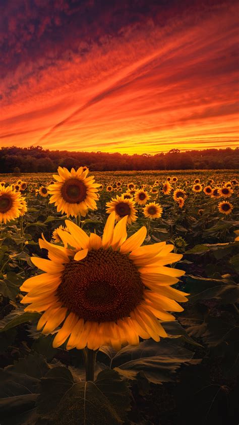 Sunset, Sunflowers, Flower, Field, Scenery, Nature HD Phone Wallpaper ...