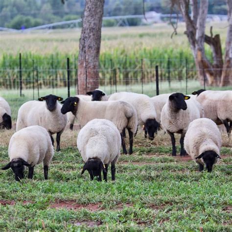 Suffolk Sheep Breeders - Hatari Farming