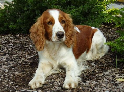 Welsh Springer Spaniel Info, Temperament, Puppies, Pictures