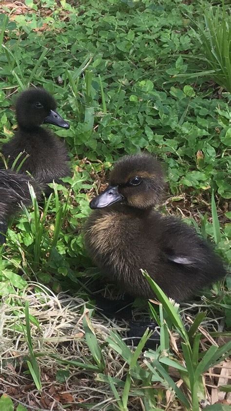 (5) Cayuga Duck Hatching Eggs LAY BLACK EGG!!! ship from Riverview, FL USA 33578 | eBay