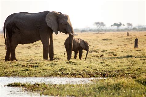 Botswana Wildlife