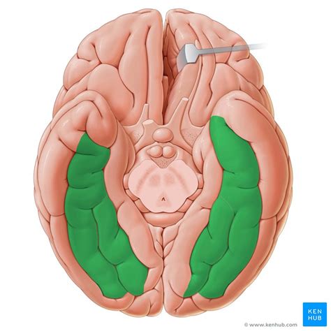 Fusiform gyrus: Anatomy and function | Kenhub