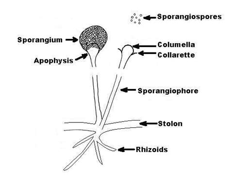 Rhizopus - Alchetron, The Free Social Encyclopedia