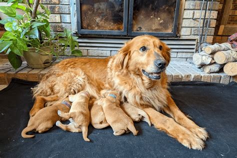 Top 8 Best Golden Retriever Breeders in Minnesota (MN)