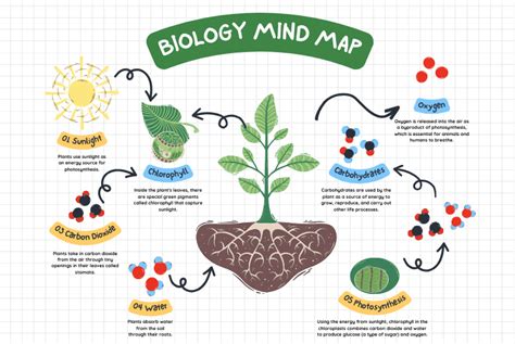 Biology Mind Maps: Revolutionizing Visual Learning