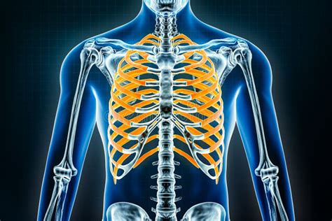 Rippenstrahlung. Osteologie Der Menschlichen Skelettknochen Sowie Rib ...