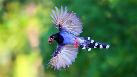 Taiwan Blue Magpie “Long Tailed Mountain Lady”- Charismatic Planet