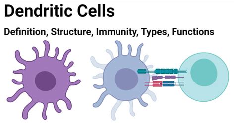 Dendritic Cells- Definition, Structure, Immunity, Types, Functions