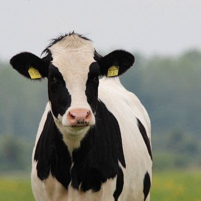 Holstein friesian cattle livestock – Alti Trading SIA