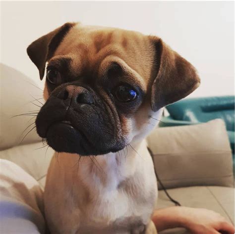 Poxer (Boxer Pug Mix) | Pug mix, Pug mixed breeds, Pugs