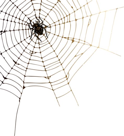 Spider Web Background Png