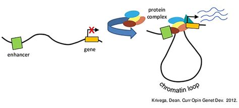 Evolving sets of gene regulators explain some of our differences from ...