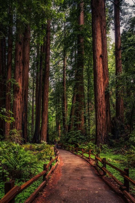 Redwood Path | Pemandangan, Pemandangan kota, Fotografi hutan