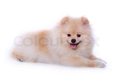 Cute White Pomeranian