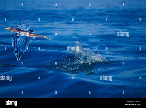 Flyingfish High Resolution Stock Photography and Images - Alamy