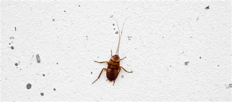 How To Get Rid Of Tiny Roaches In The Kitchen | Wow Blog