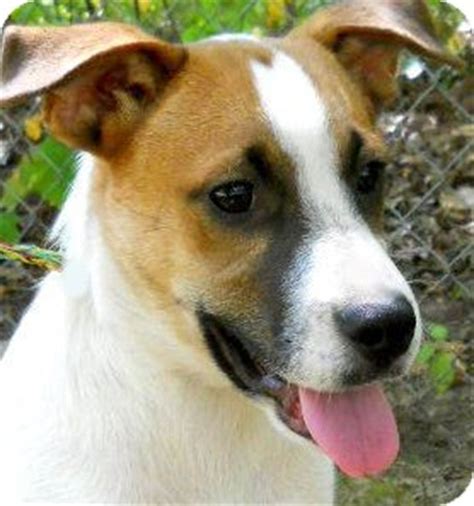 *A-A*TOMMY | Adopted Puppy | Pawling, NY | Basenji/Smooth Fox Terrier Mix