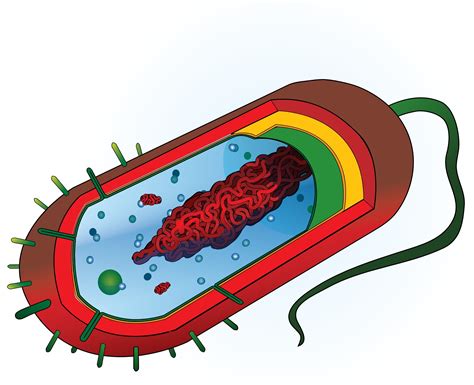 Nonequilibrium mechanism of bacterial flagellar motor switching revealed