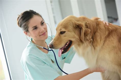 How Much Is A Dog Checkup