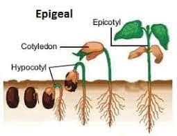 EPIGEAL AND HPOGEAL GERMINATION - Agriculture Wale