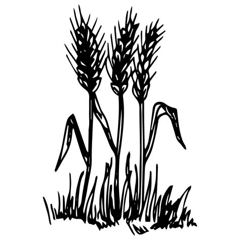 Simple hand-drawn vector drawing in black outline, in engraving style. Wheat ears, cereal plants ...