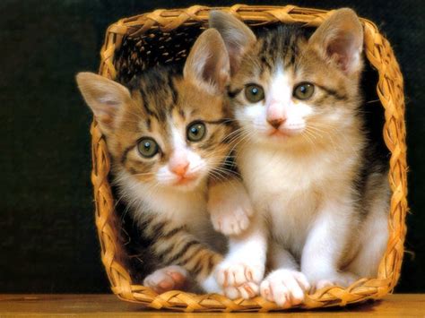 Dp Of Cute Cats - 800x600 Wallpaper - teahub.io