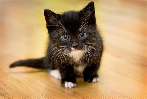 HD wallpaper: black and white kitten, kitty, little, fluffy, face ...