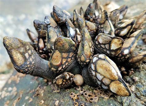 Gooseneck Barnacles | Project Noah