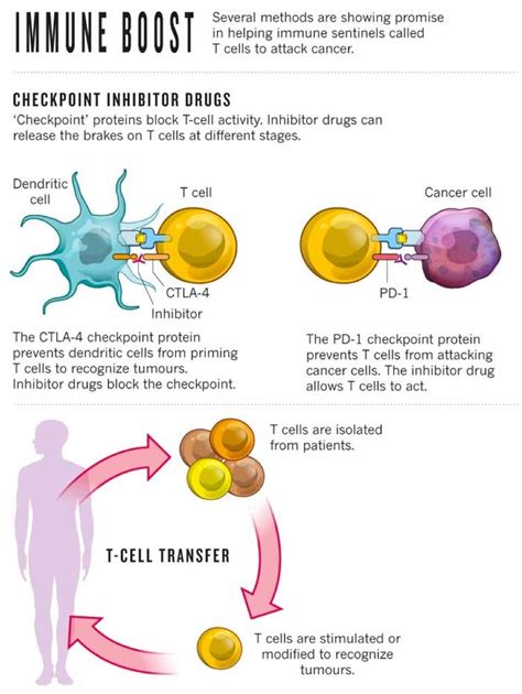 Immunotherapy, Jimmy Carter's new cancer treatment, explained - Vox