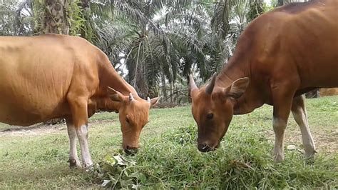 Paling Gokil Gambar Sapi Lagi Makan Rumput