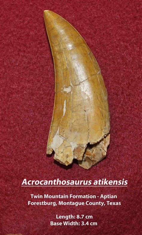 Acrocanthosaurus Teeth - Fossil News - The Fossil Forum