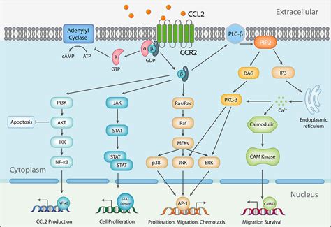 Frontiers | Targeting the CCL2/CCR2 Axis in Cancer Immunotherapy: One ...