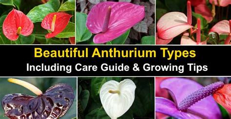 14 Anthurium Types (Including a Care Guide and Pictures)