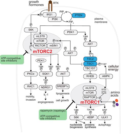 Frontiers | mTOR at the Transmitting and Receiving Ends in Tumor Immunity