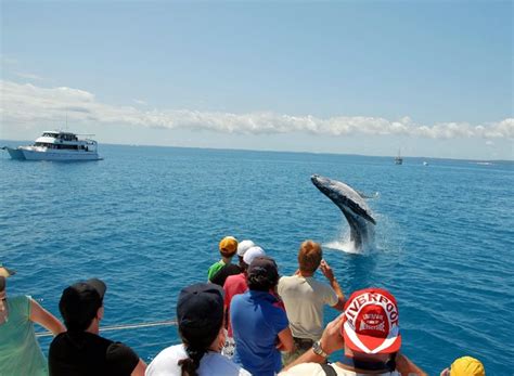 dolphin-watching - India Travel Blog