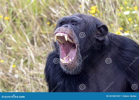 Screaming, Aggressive Wild Chimpanzee Primate Stock Image - Image of nature, outdoors: 241069187