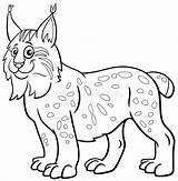 Bobcat Coloring Pages sketch template